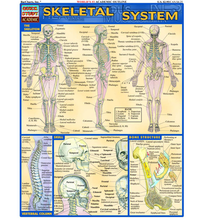 Skeletal System Chart (SKU 1064013525)