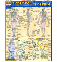 Skeletal System Chart