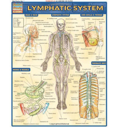 Lymphatic System Chart
