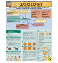 Zoology Chart