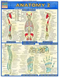 Image of Anatomy 2 Chart
