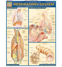 Image of Respiratory System