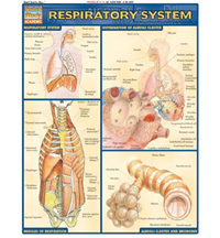 Respiratory System