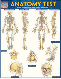 Barchart Anatomy Test