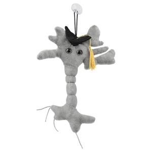 Image of Graduation Brain Cell