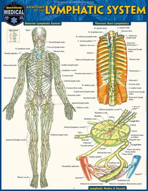 Image of Anatomy Of The Lymphatic System