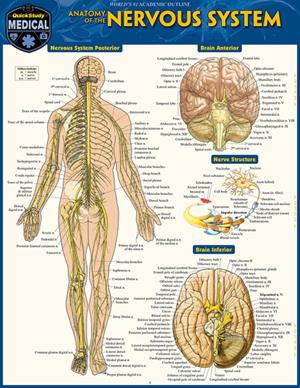 Image of Anatomy Of The Nervous System