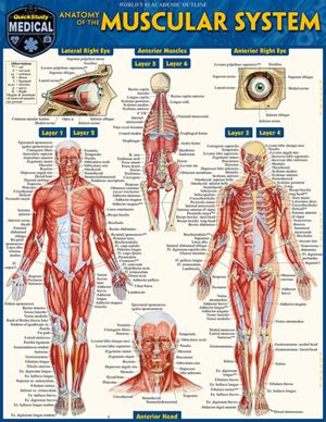 Image of Anatomy Of The Muscular System