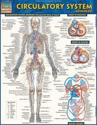 Image of Circulatory System Advanced