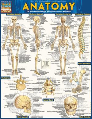 Image of Anatomy Chart